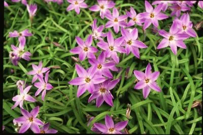 ipheion jigsaw puzzle