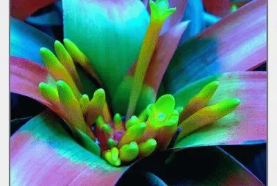 Exotic Flower jigsaw puzzle