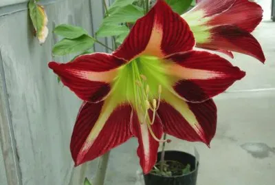 hippeastrum