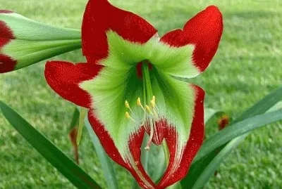 hippeastrum jigsaw puzzle
