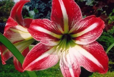 hippeastrum jigsaw puzzle