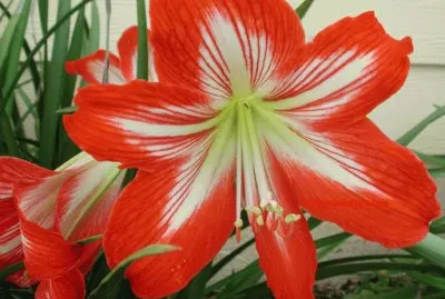 hippeastrum