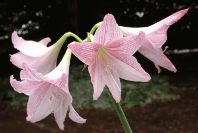 hippeastrum