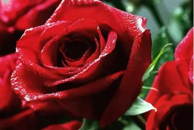 Roses