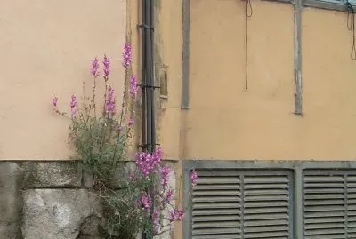 Natura