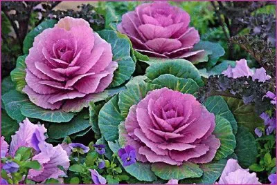 Purple Gabbage Plants