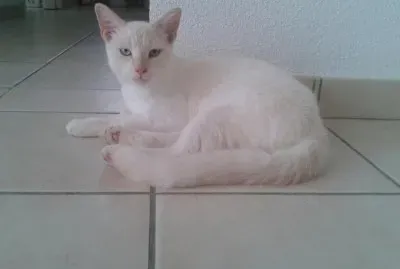 blanco