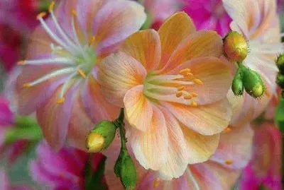 - encanto,(031) jigsaw puzzle
