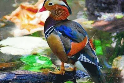 - lindo,(o34) jigsaw puzzle