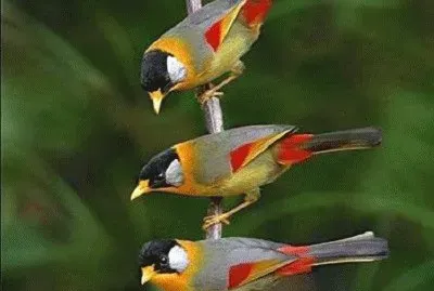 - obra de Deus jigsaw puzzle