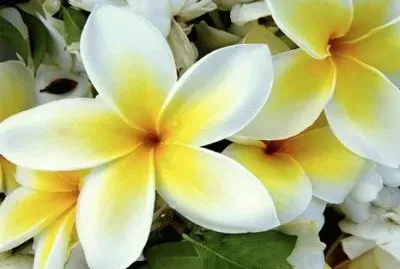 פאזל של - perfeito,(oo1)