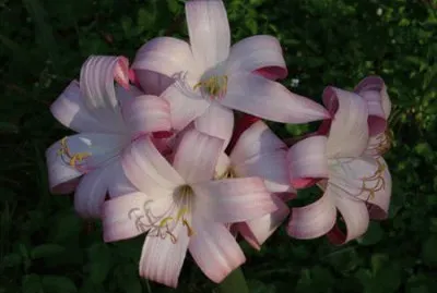 fleur jigsaw puzzle
