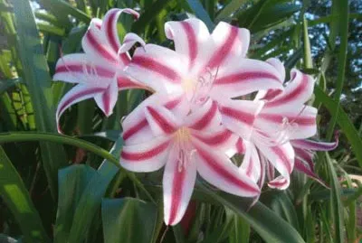 fleur jigsaw puzzle