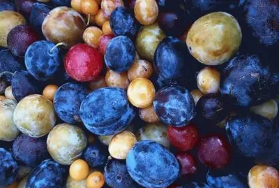 antioxidantes