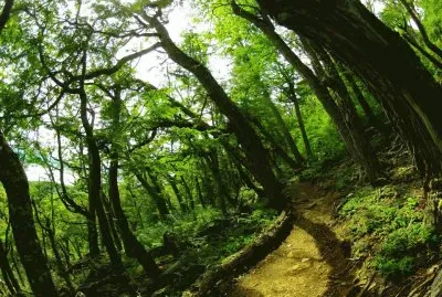 Camino en el bosque