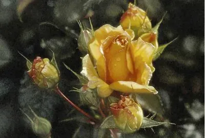 פאזל של flores