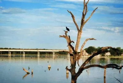 ÃRBOL  TOMANDO UN BAÃ‘O...