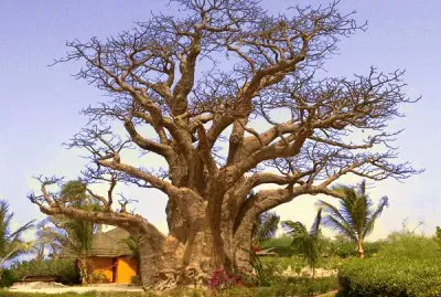 FaraÃ³n jigsaw puzzle