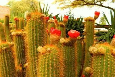 FaraÃ³n jigsaw puzzle