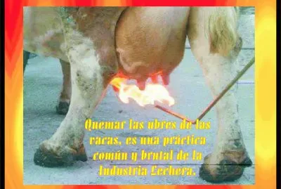 LA INDUSTRIA LECHERA Y SUS BAJEZAS.