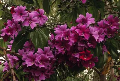 fleurs: meriania nobilis pourpre