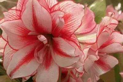 fleurs: amarilys