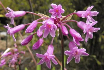 tulbaghia jigsaw puzzle