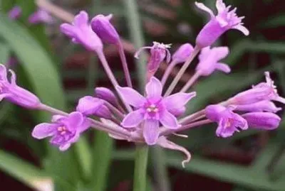 tulbaghia jigsaw puzzle