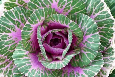 Smooth Kale by Judith Baker Montano