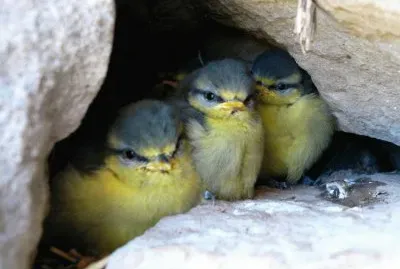 Mallarenges jigsaw puzzle