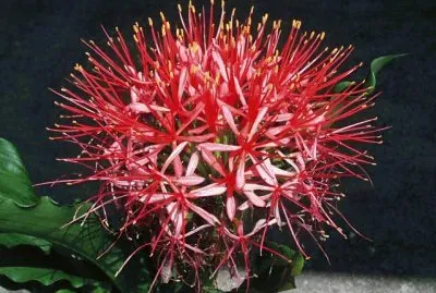 scadoxus