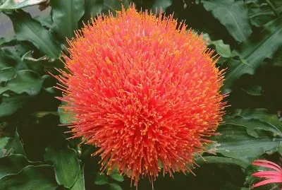 פאזל של scadoxus