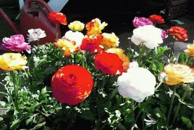 flores