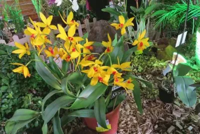 orquÃ­dea