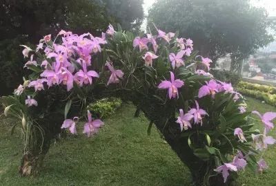 orquidea jigsaw puzzle