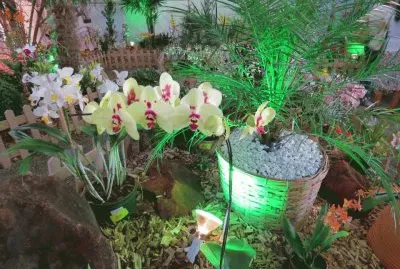 orquÃ­deas jigsaw puzzle