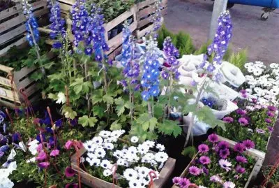פאזל של flores