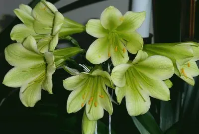 clivia green jigsaw puzzle