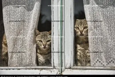 Â¿ quÃ© miran los gatos? jigsaw puzzle