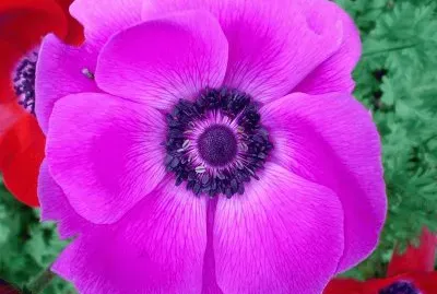 anemone