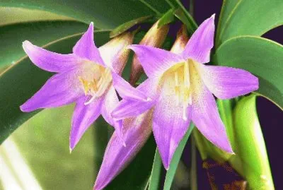 worsleya jigsaw puzzle