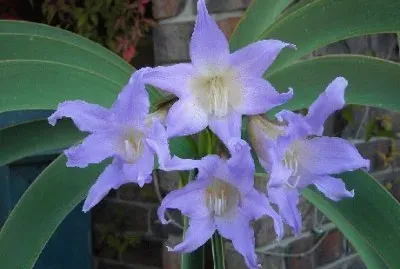 worsleya jigsaw puzzle