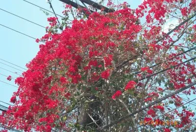 Primavera Vermelha