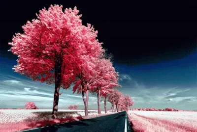 - paisagem,(b)