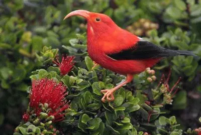 - passaro,(a) jigsaw puzzle