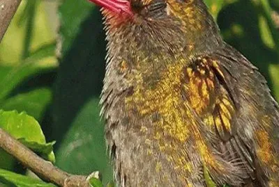 - beija flor,(b) jigsaw puzzle