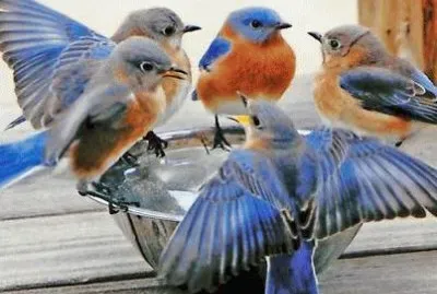 oiseaux
