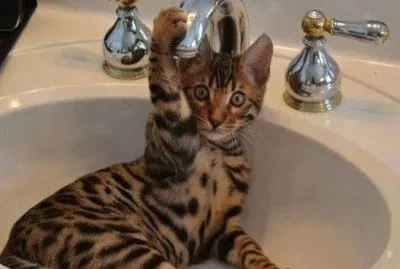 chat