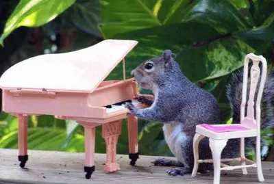 פאזל של Ã©cureuil musicien