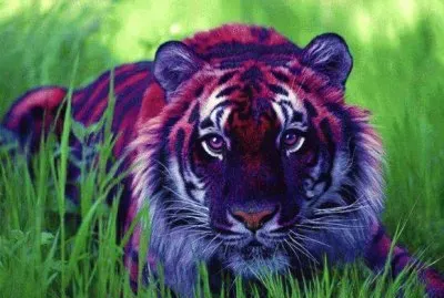 lion